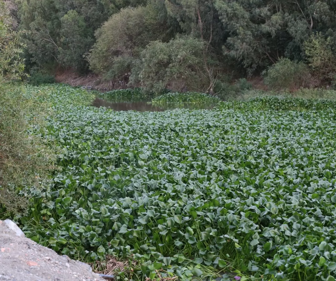 Asi Nehri’nde su sümbülleri yeniden görüldü: Güzelliğin altında tehdit saklı 2