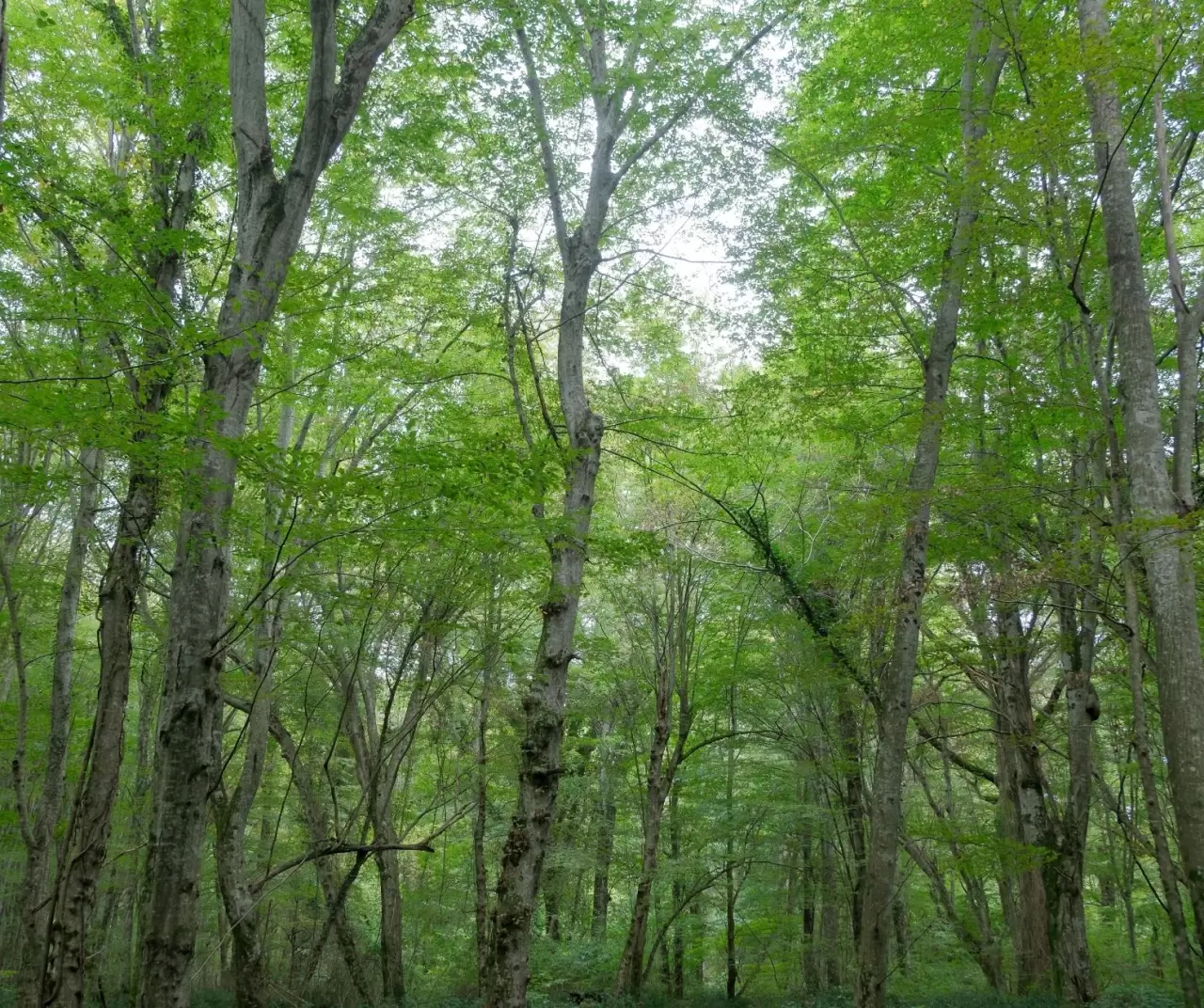 Istranca ormanları sonbaharda renk cümbüşüyle büyülüyor 7