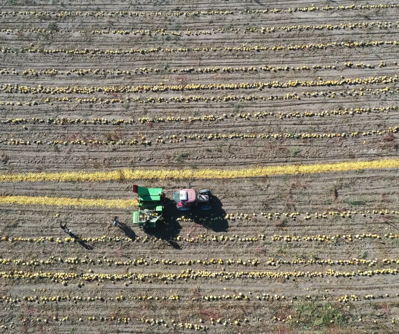 Nevşehir kabak çekirdeğinde rekor büyüme: Ekim alanı ve ihracat katlanarak arttı 1