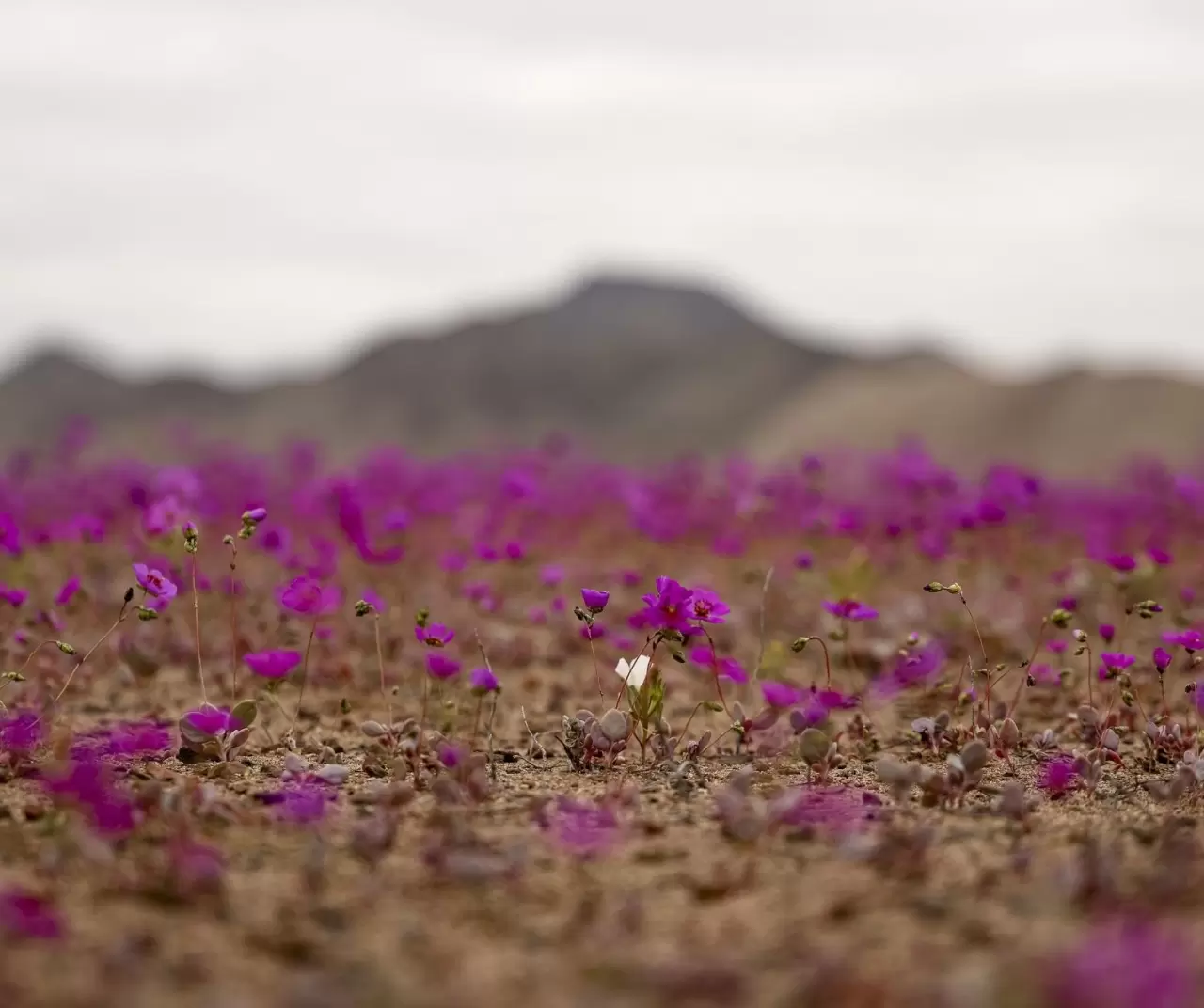 Atacama Çölü’nde görsel şölen: Kurak topraklar çiçeklerle kaplandı 1