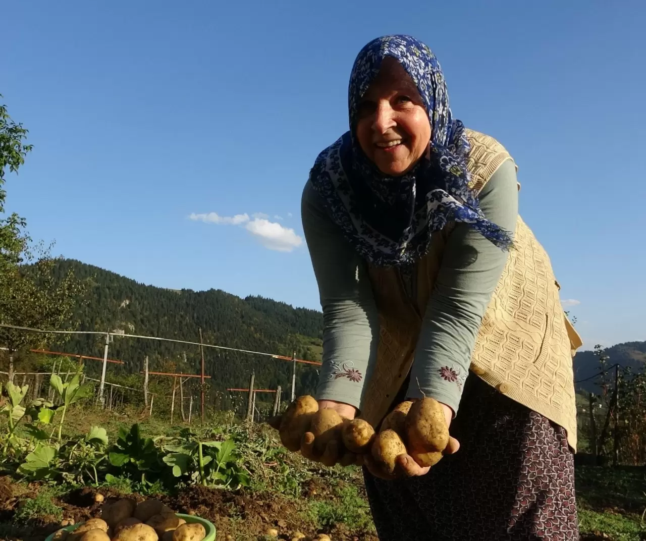 Giresun Kulakkaya Yaylası’nda patates hasadı başladı: Doğal ve organik üretim devam ediyor 7