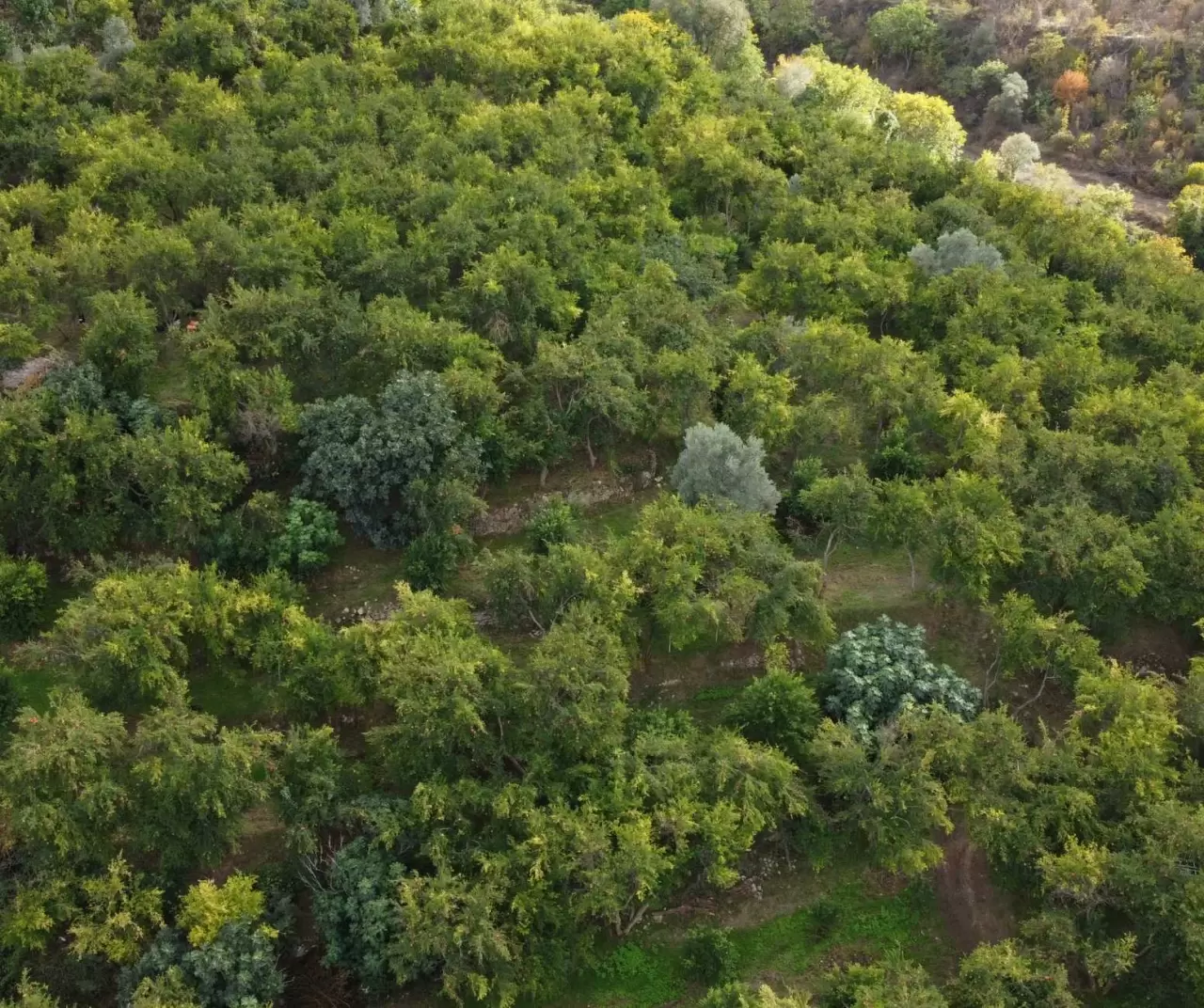 İnhisar’da 4 kuşaktır 'deve dişi nar' geleneği sürdürülüyor 1
