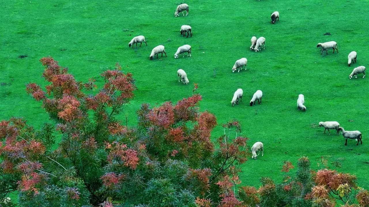Efteni Gölü’nde sonbahar tüm güzelliğiyle sahnede 1