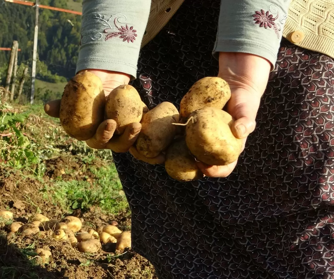 Giresun Kulakkaya Yaylası’nda patates hasadı başladı: Doğal ve organik üretim devam ediyor 2
