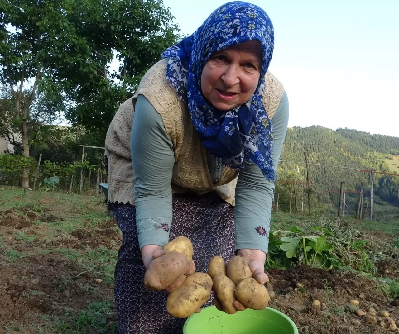 Giresun Kulakkaya Yaylası’nda patates hasadı başladı: Doğal ve organik üretim devam ediyor 6