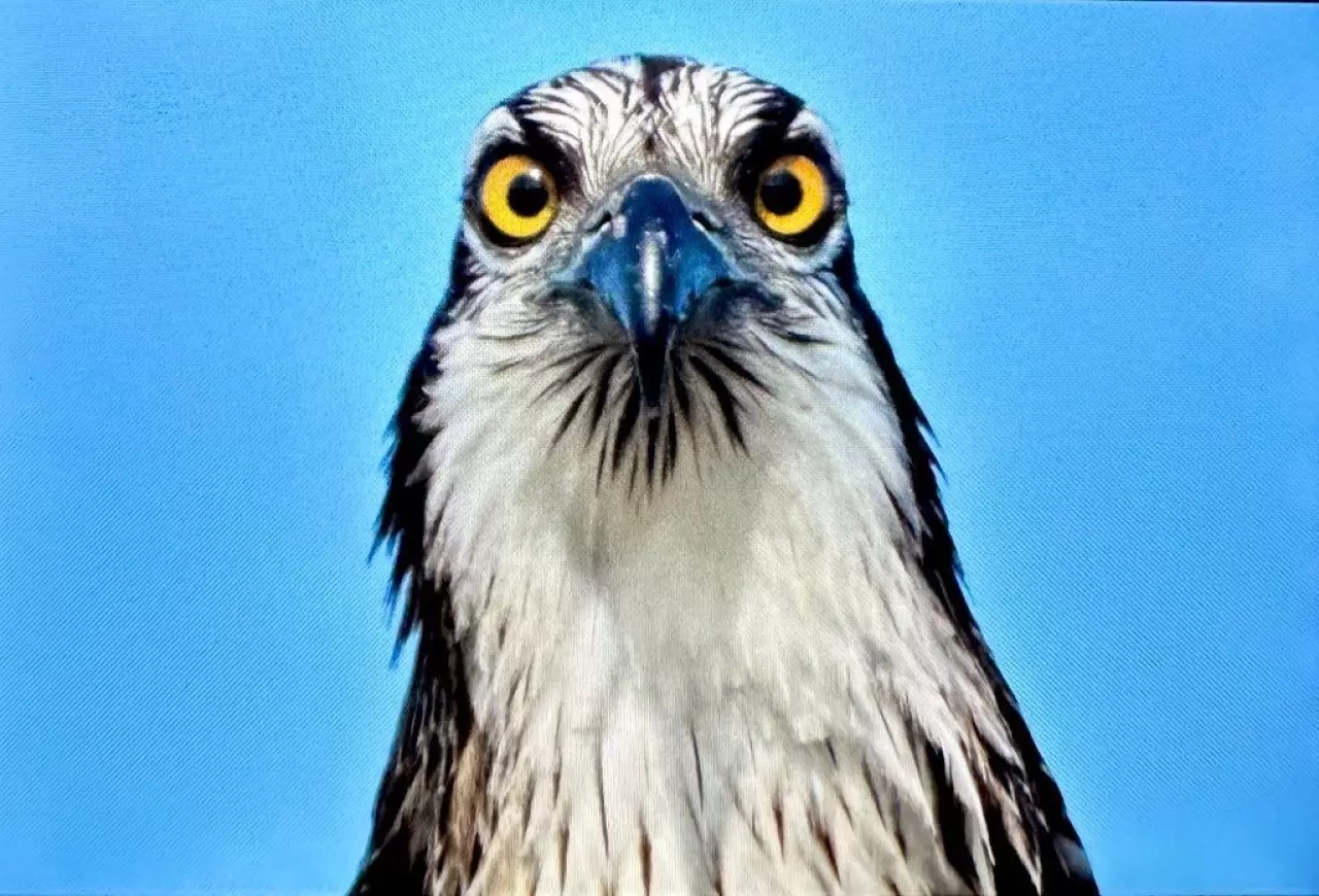 Türkiye’de nadir görülen balık kartalı Uluabat Gölü'nde görüntülendi 4