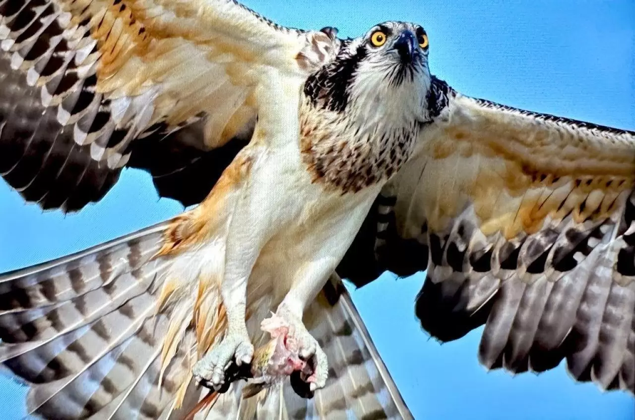 Türkiye’de nadir görülen balık kartalı Uluabat Gölü'nde görüntülendi 5