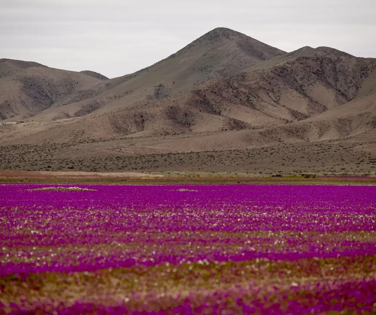 Atacama Çölü’nde görsel şölen: Kurak topraklar çiçeklerle kaplandı 5