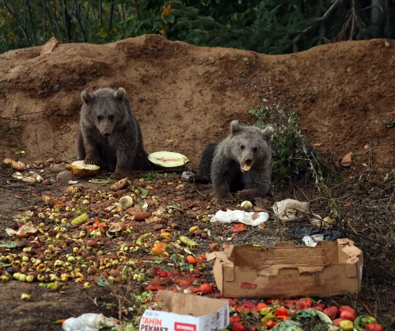 Küre’de yavru ayılar ilgi odağı oldu 6