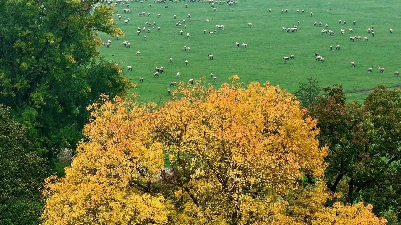Efteni Gölü’nde sonbahar tüm güzelliğiyle sahnede 4