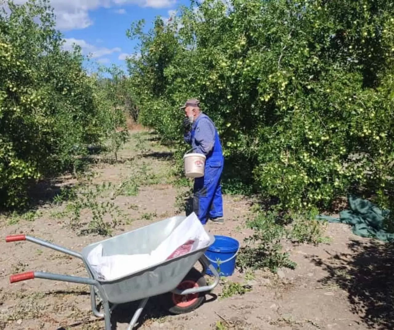 Ankara Güdül’de yetişen hünnap meyvesi tüm Türkiye’ye gönderiliyor 2