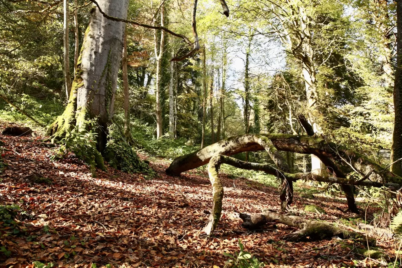 Dereli'de sonbahar renkleri: Doğanın büyüsü görsel şölene dönüşüyor 1