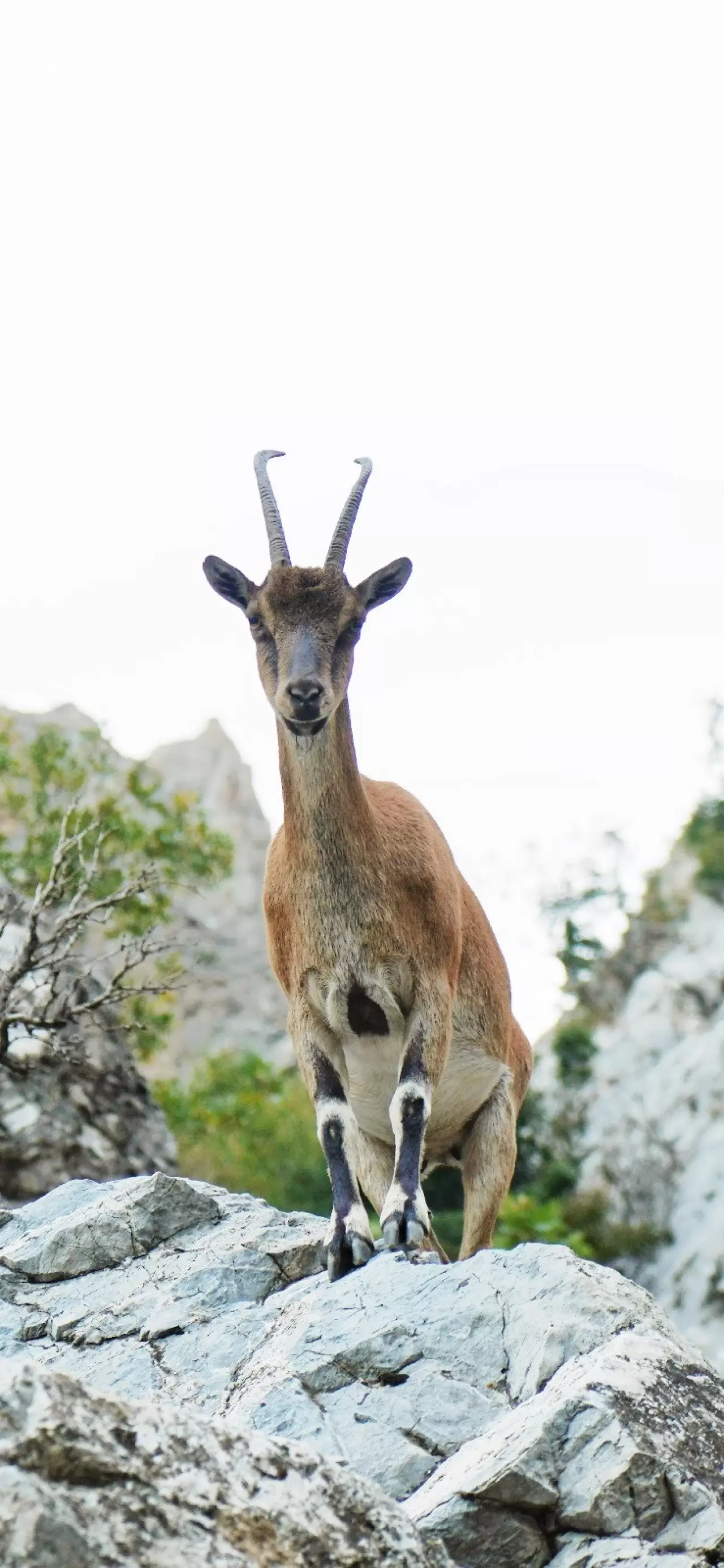 Pozantı'da yaban keçileri görüntülendi 3