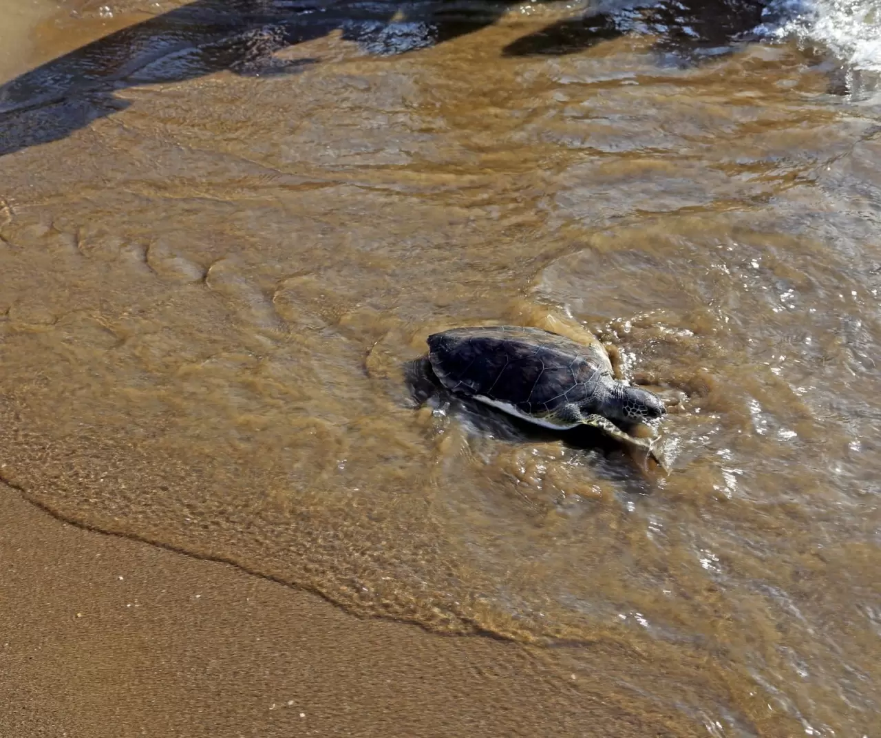 Koruma çalışmaları sonuç verdi! Binlerce caretta caretta denizle buluştu 7