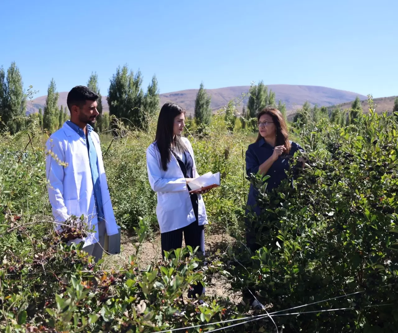 Bayburt Üniversitesi aronya ile çiftçilere yeni gelir kapısı açıyor 2