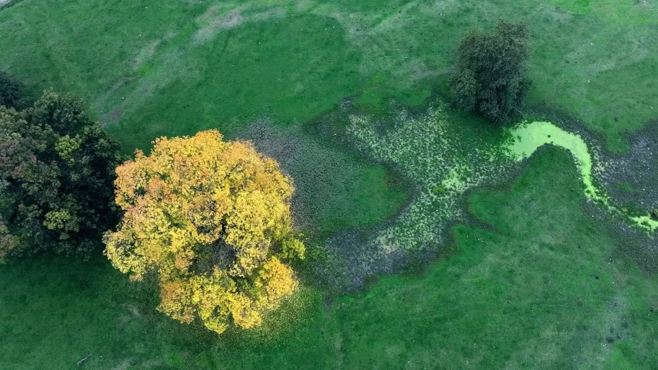 Efteni Gölü’nde sonbahar tüm güzelliğiyle sahnede 3