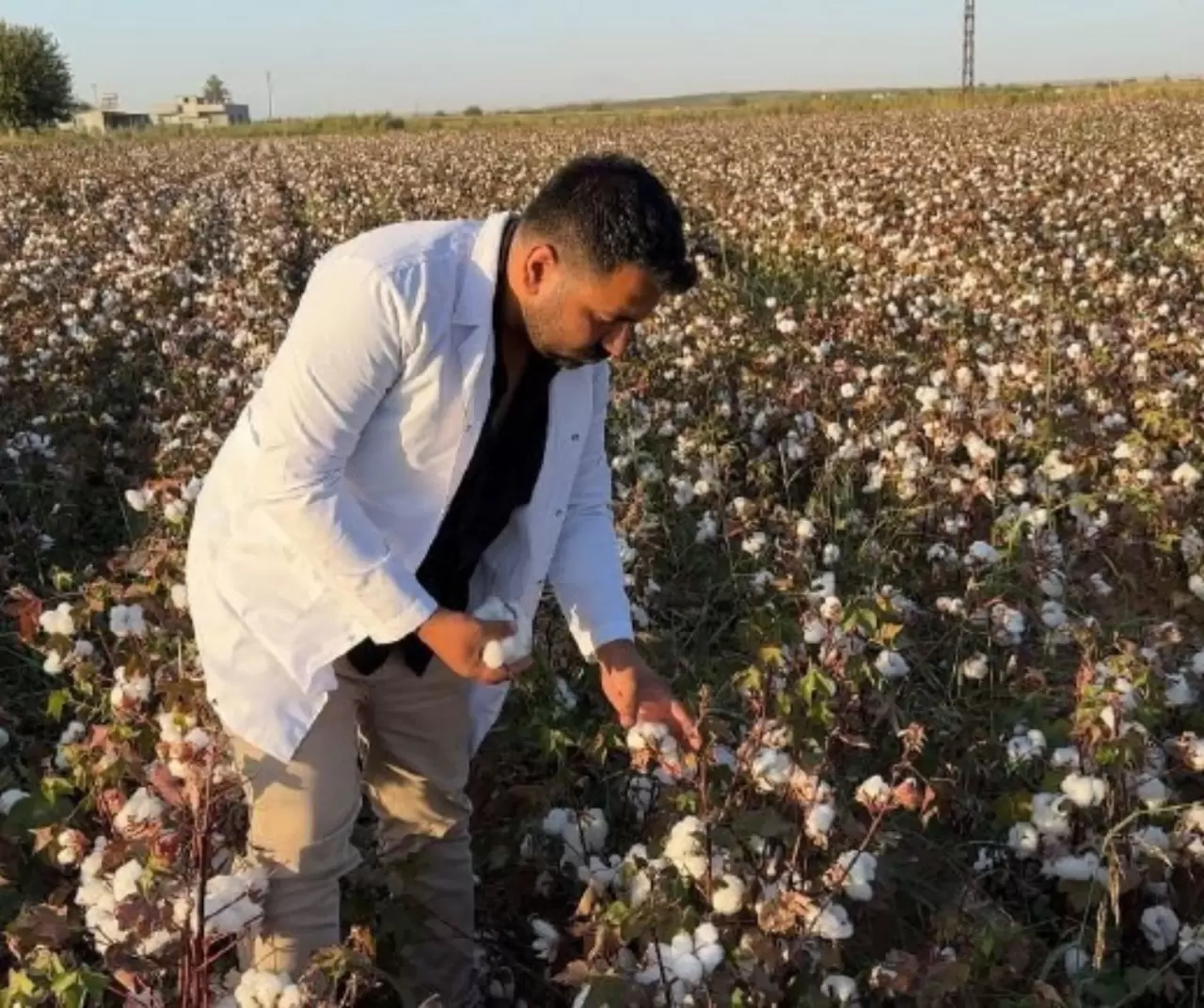 Şanlıurfa’da pamuk hasadı başladı: “Fırat Altını” tarlalarda 5