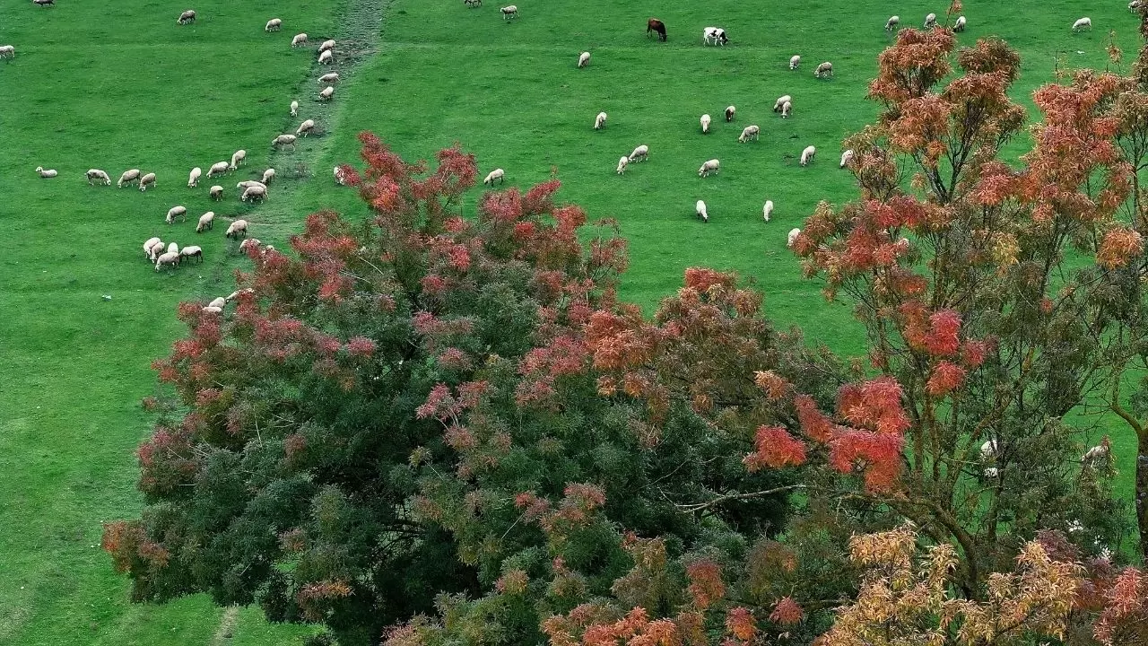 Efteni Gölü’nde sonbahar tüm güzelliğiyle sahnede 2