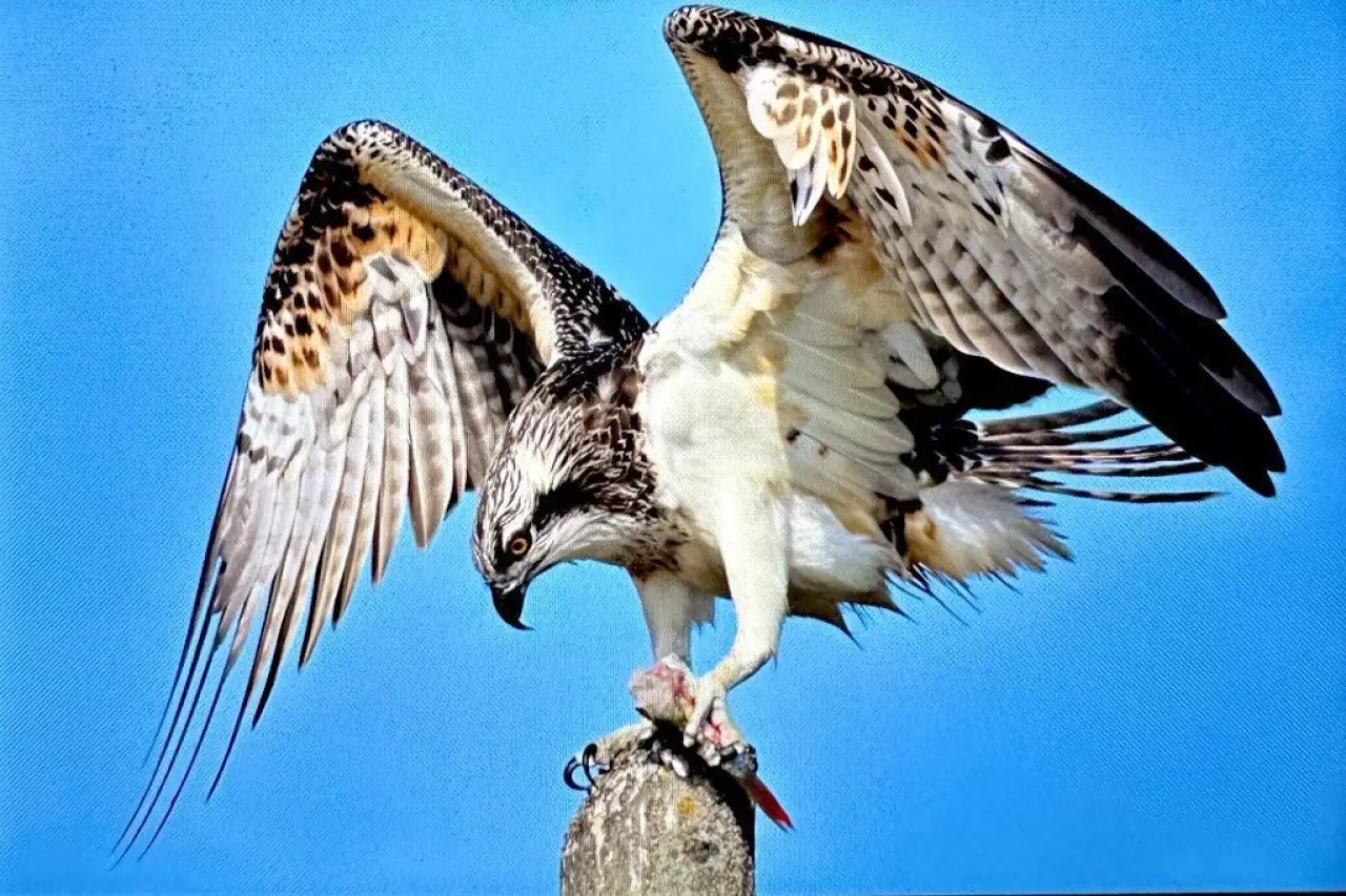Türkiye’de nadir görülen balık kartalı Uluabat Gölü'nde görüntülendi 1