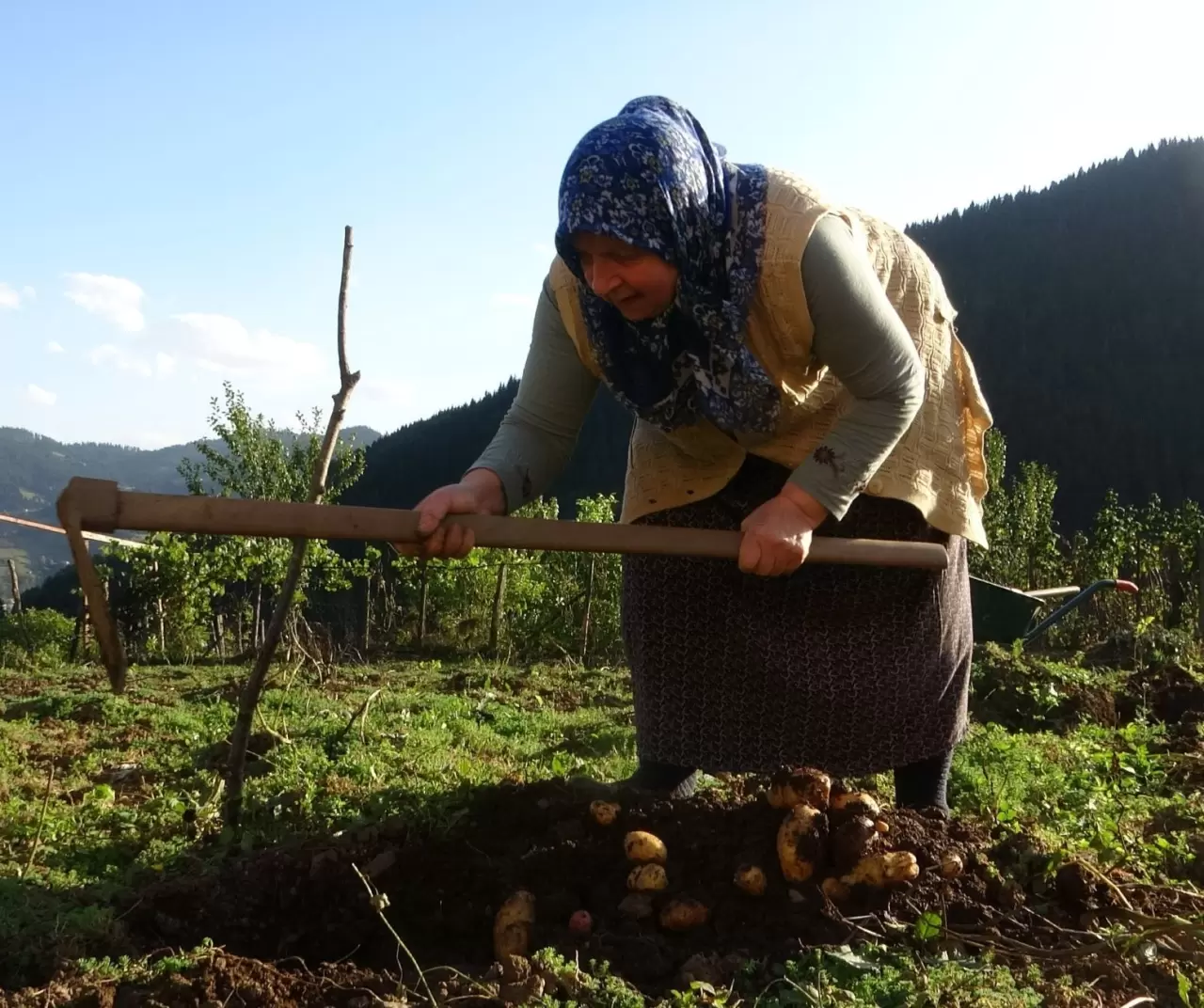 Giresun Kulakkaya Yaylası’nda patates hasadı başladı: Doğal ve organik üretim devam ediyor 1