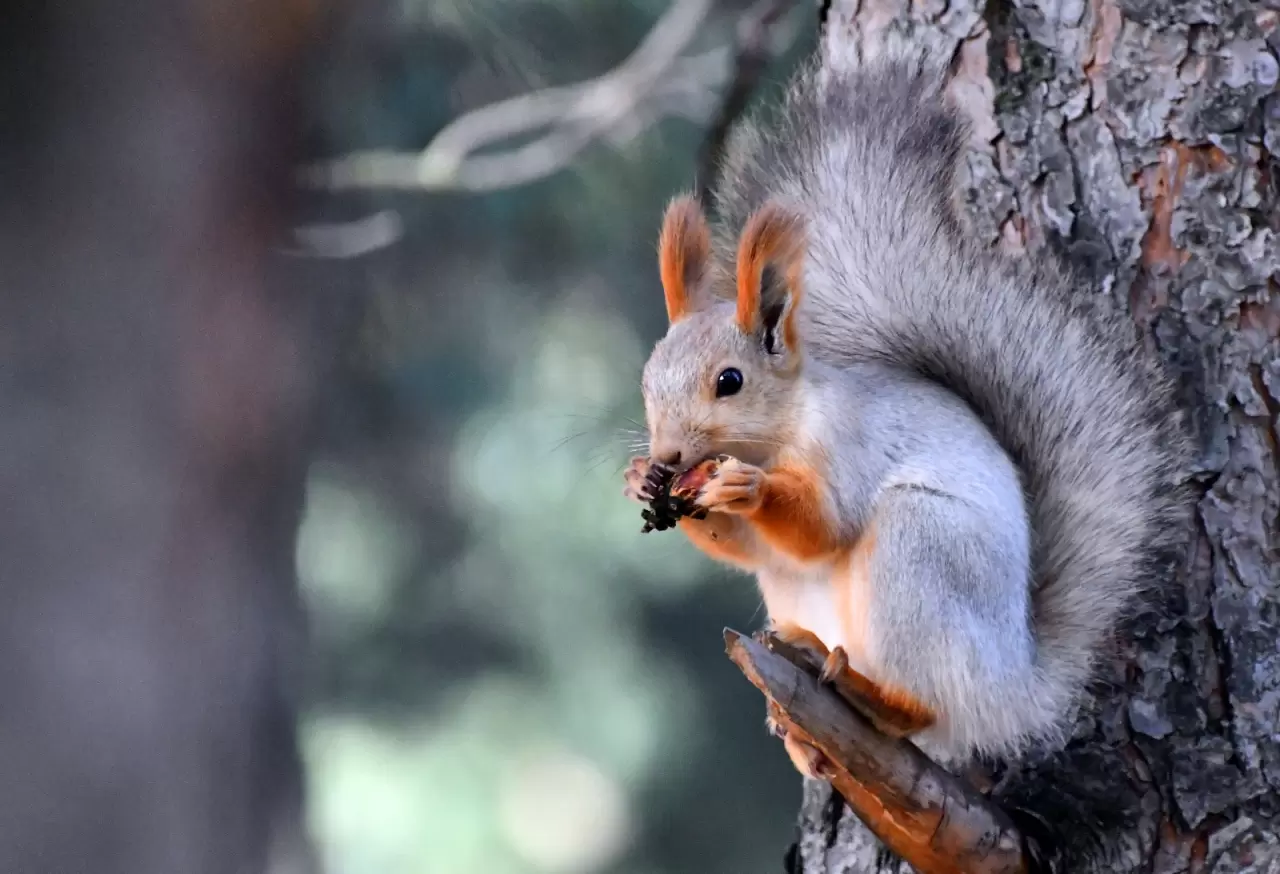 Keklik Vadisi sonbahar renklerine büründü 5