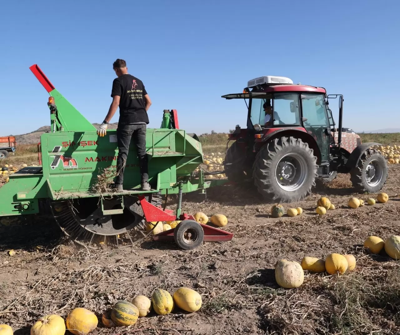 Nevşehir kabak çekirdeğinde rekor büyüme: Ekim alanı ve ihracat katlanarak arttı 5