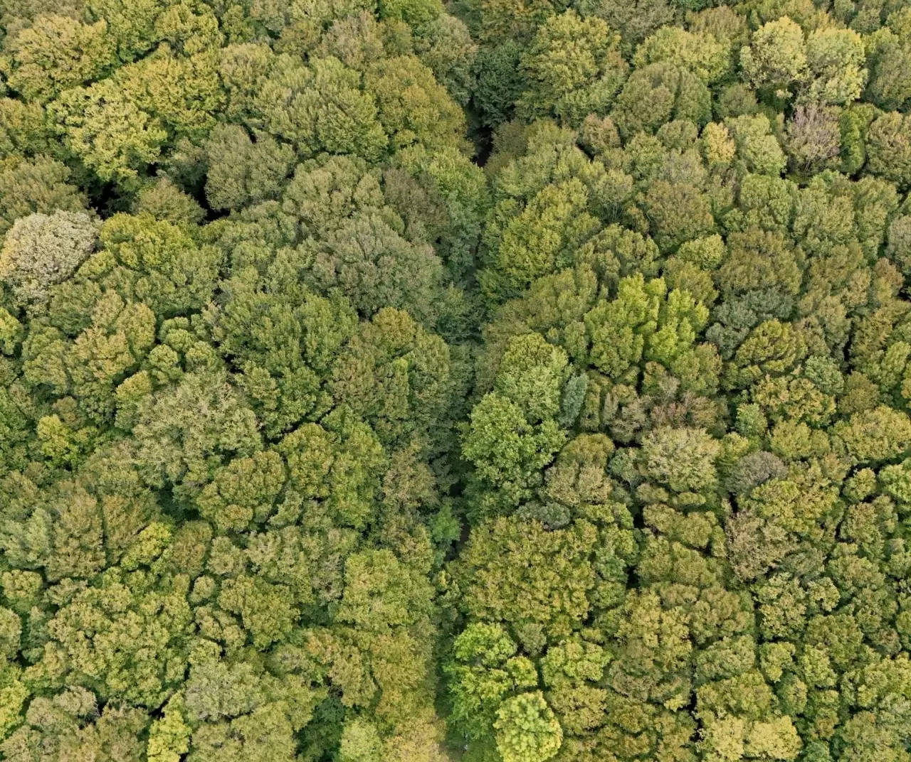 Istranca ormanları sonbaharda renk cümbüşüyle büyülüyor 2
