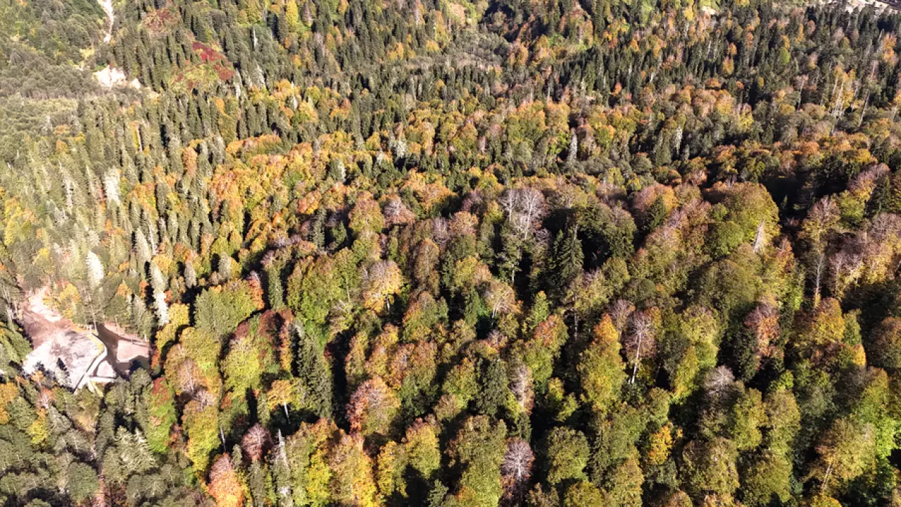 Sonbaharın büyüsü: Borçka Karagöl Tabiat Parkı'nda renk cümbüşü 4