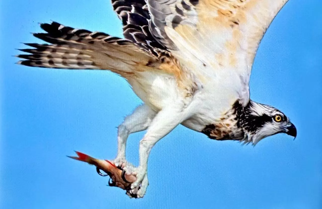 Türkiye’de nadir görülen balık kartalı Uluabat Gölü'nde görüntülendi 2