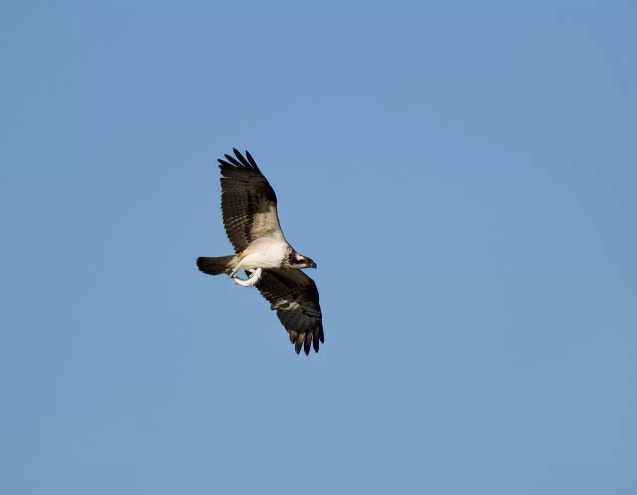 Kastamonu'da Ezine Çayı'nda avlanan balık kartalları görüntülendi 3