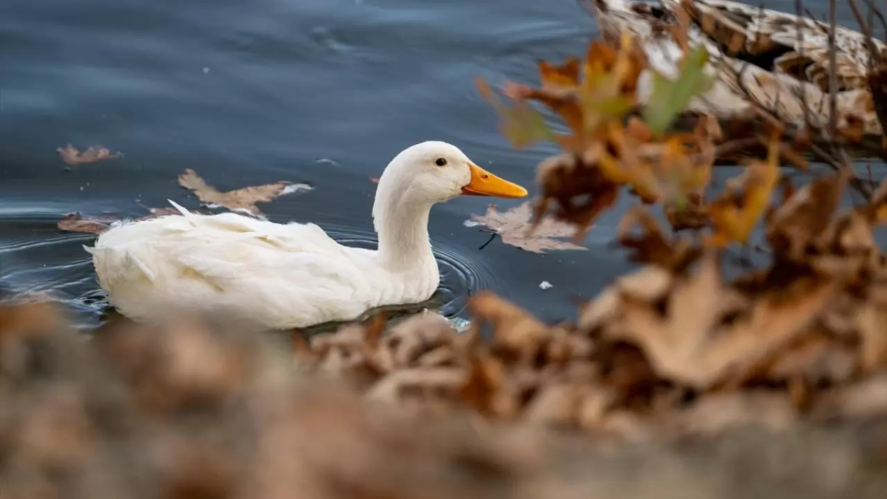 Seğmenler Parkı'nın sevimli sakinleri 8