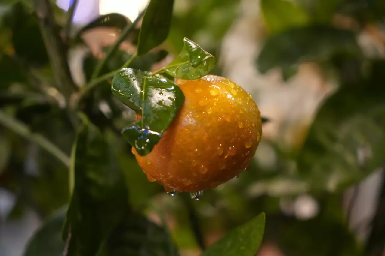 Kafe'de yetiştirilen mandalina ağaçları, müşterileri büyülüyor! 6