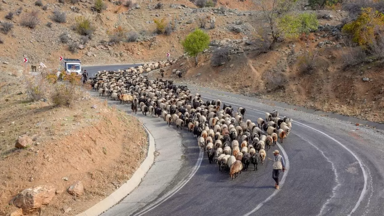 Göçerler 3 bin rakımlı yaylalardan kışlaklara dönüyor 5