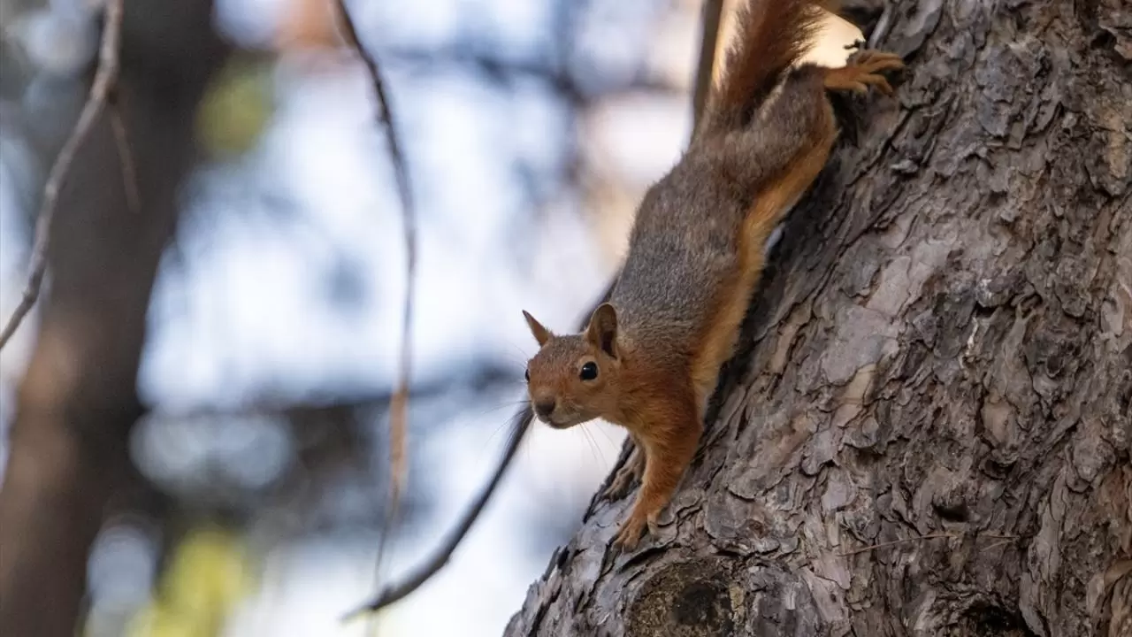 Seğmenler Parkı'nın sevimli sakinleri 13