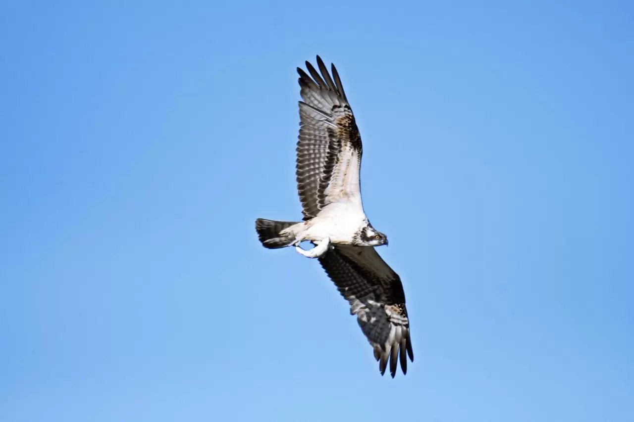 Kastamonu'da Ezine Çayı'nda avlanan balık kartalları görüntülendi 5