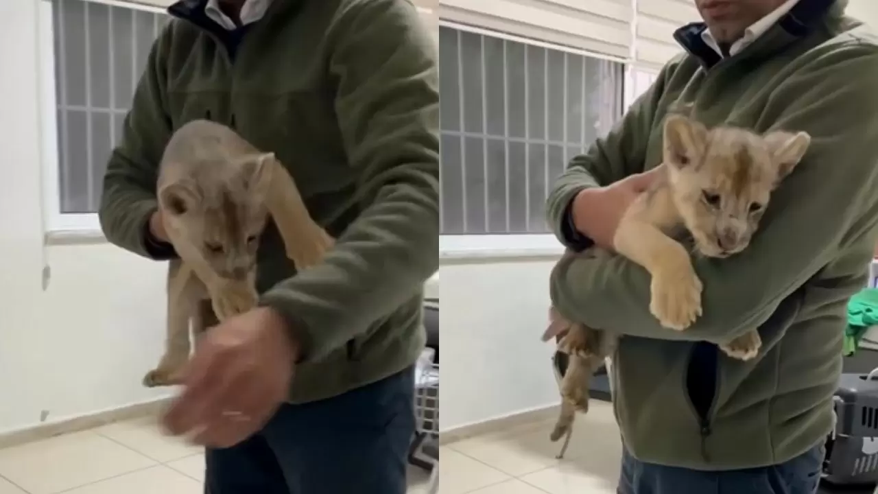 İstanbul’da kaçak getirilen yavru Afrika aslanına el konuldu 3