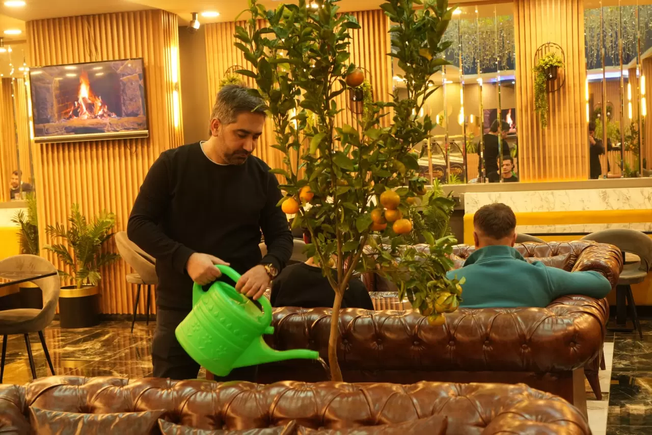 Kafe'de yetiştirilen mandalina ağaçları, müşterileri büyülüyor! 1