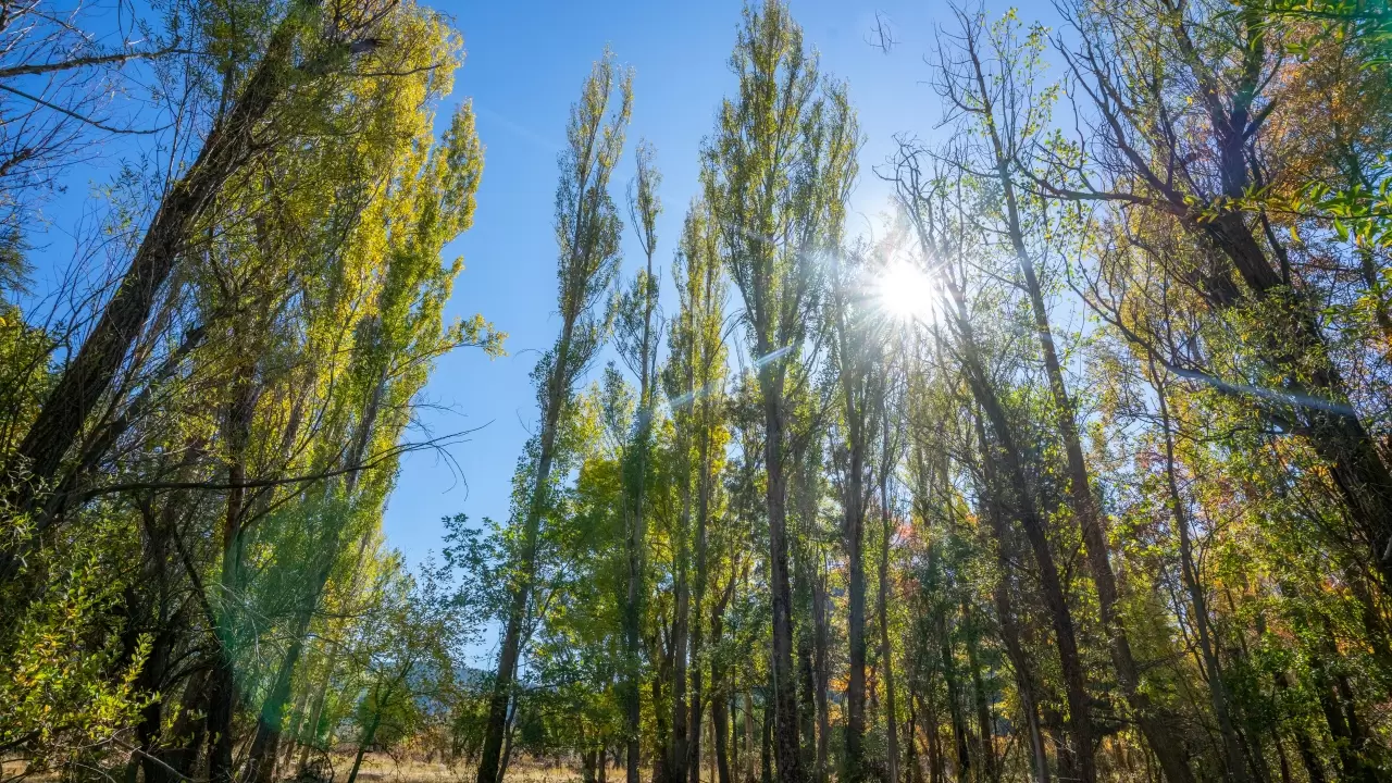 Gölcük Tabiat Parkı’nda sonbahar renk cümbüşü büyülüyor 17
