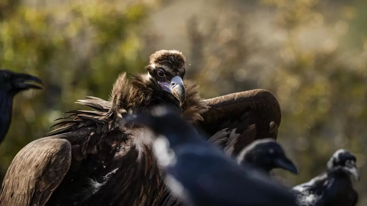 Türkiye’nin tek akbaba istasyonu 6
