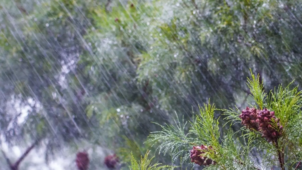 Meteoroloji’den uyarı: Birçok bölgede sağanak, sis ve pus etkili olacak 14