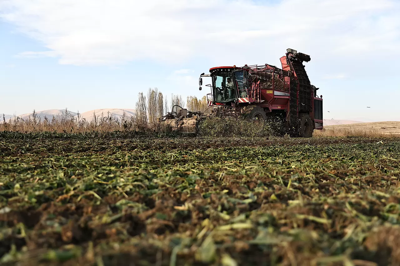 Bayburt'ta şeker pancarı üretim alanı 5 yılda 6 kat arttı 1