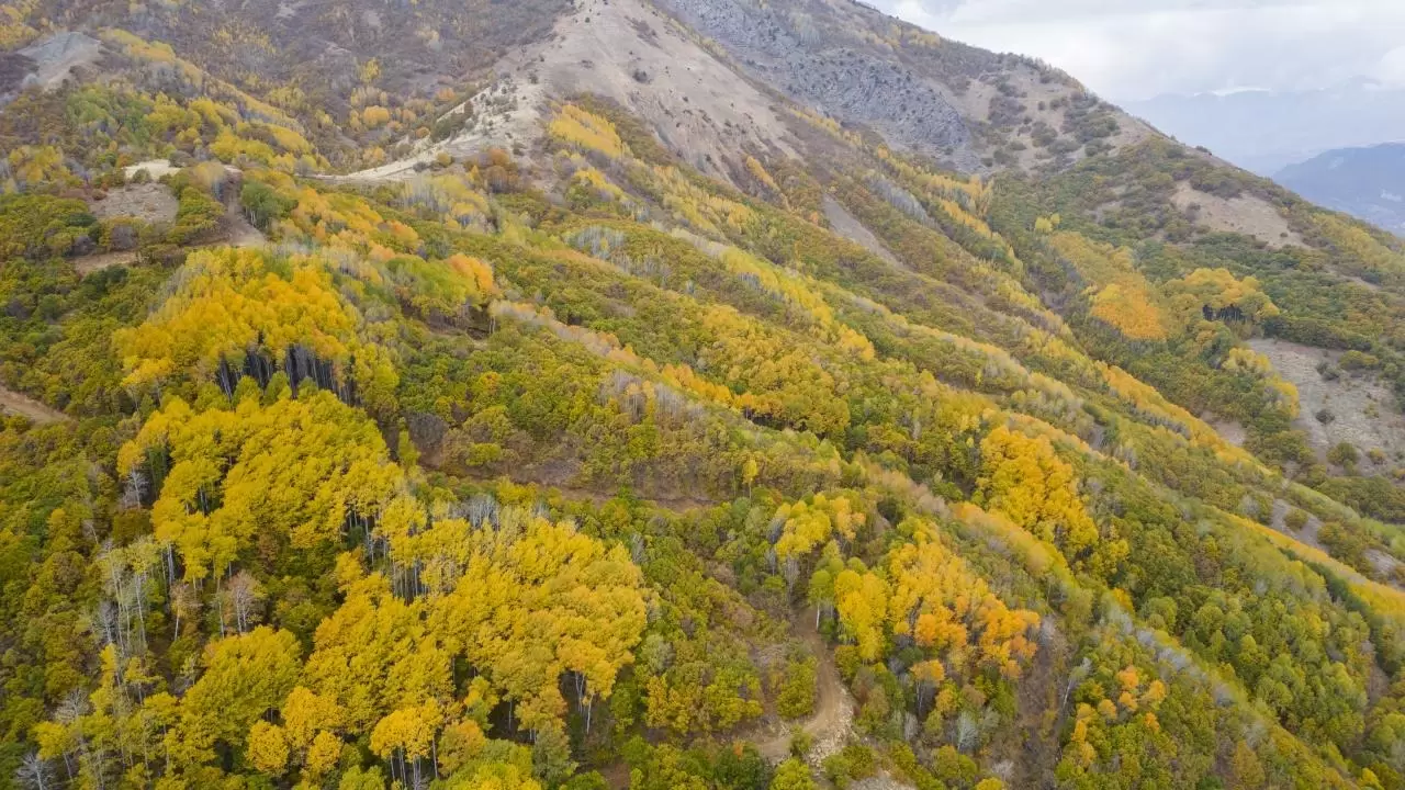 Tunceli'nin gizli cenneti: Salördek Ormanları 8