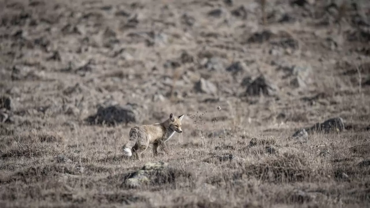 Gören döndü bir daha baktı! 2