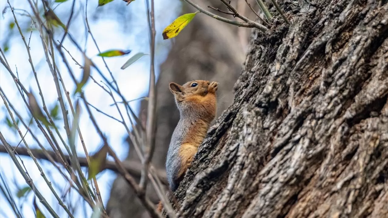 Seğmenler Parkı'nın sevimli sakinleri 11