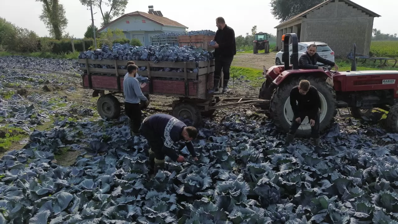 Bafra Ovası'nda kırmızı lahana hasadı başladı 2