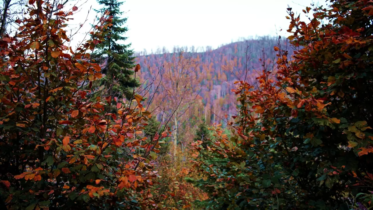 Sonbaharda Çam Dağı'nda renk cümbüşü: Doğanın görsel şöleni 6