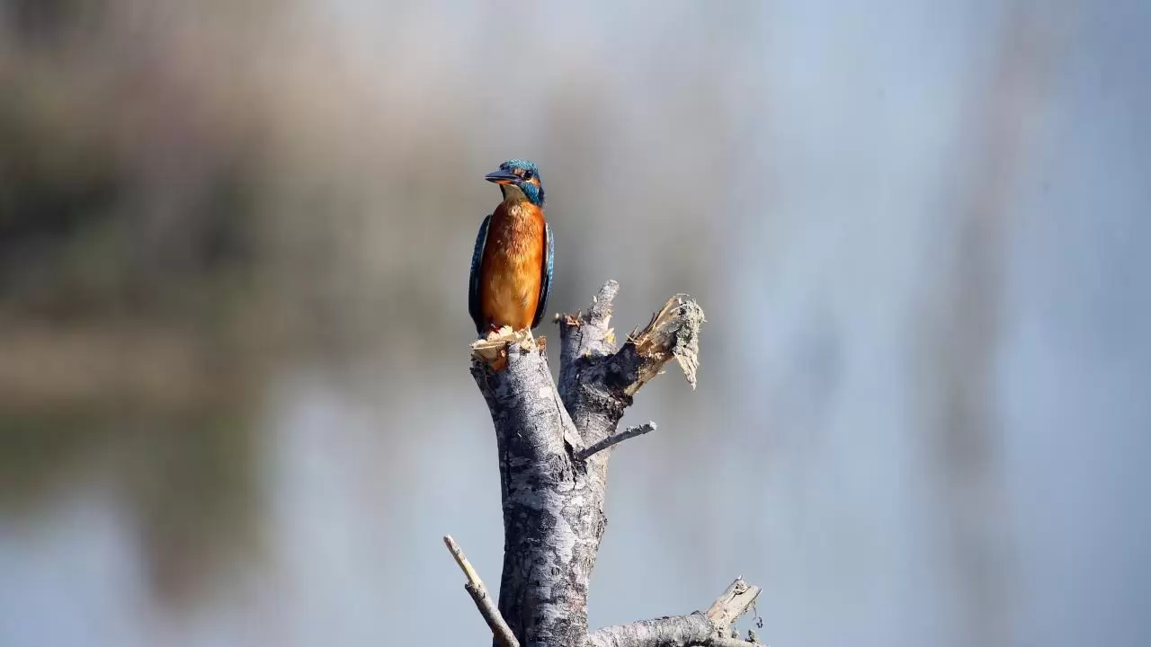 Yumurtalık Lagünü’nde renkli sonbahar 3