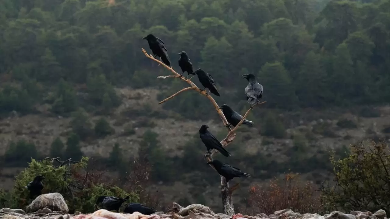 Türkiye’nin tek akbaba istasyonu 5