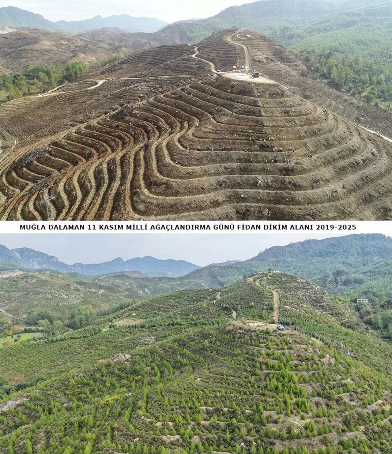 6 yıl önce dikilen fidanlar geleceğe nefes oldu 1