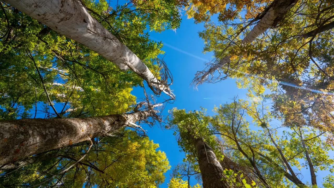 Gölcük Tabiat Parkı’nda sonbahar renk cümbüşü büyülüyor 18